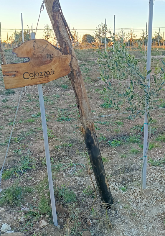 Quest'anno per Natale Colazzo Srl ha piantato 20 Ulivi in Salento in collaborazione con Olivami!